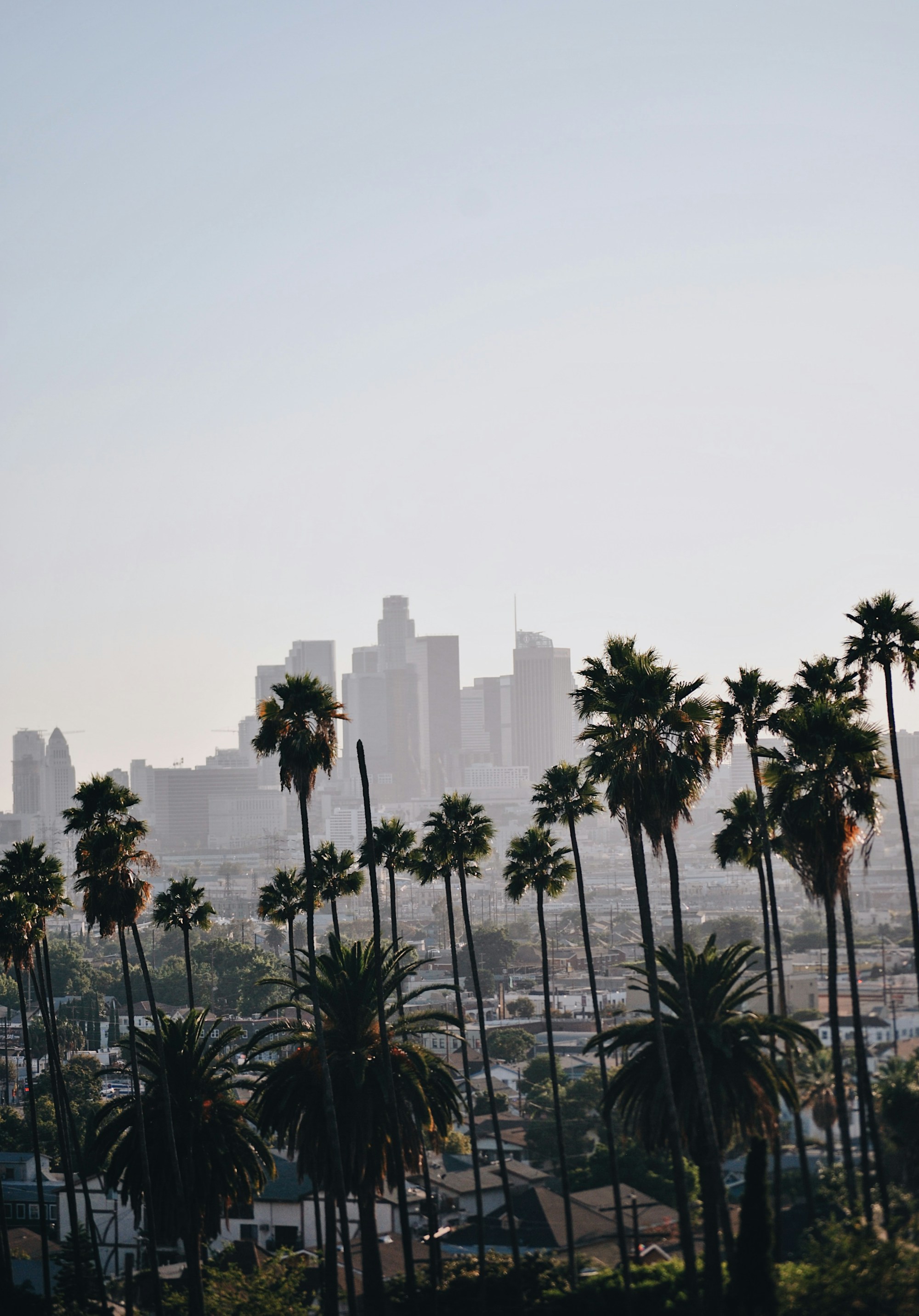 Los Angeles silüeti ve palmiyeler